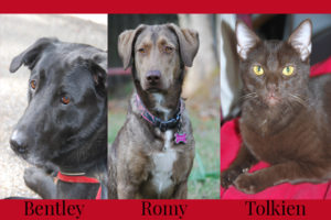 Bentley, Romy and Tolkien are my three precious furbabies.
