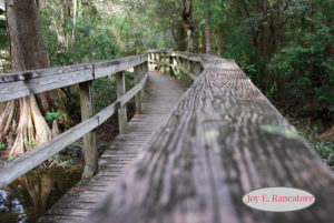 One month ago tomorrow, a writing path chose me. I will be an Indie Author! www.joyerancatore.com