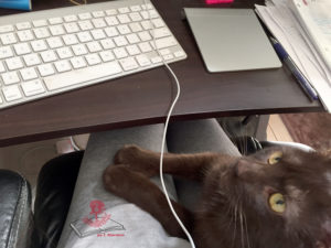 2019 has been my year of PERSEVERANCE. Find out what perseverance has to do with cats, coffee and colophons. www.joyerancatore.com
