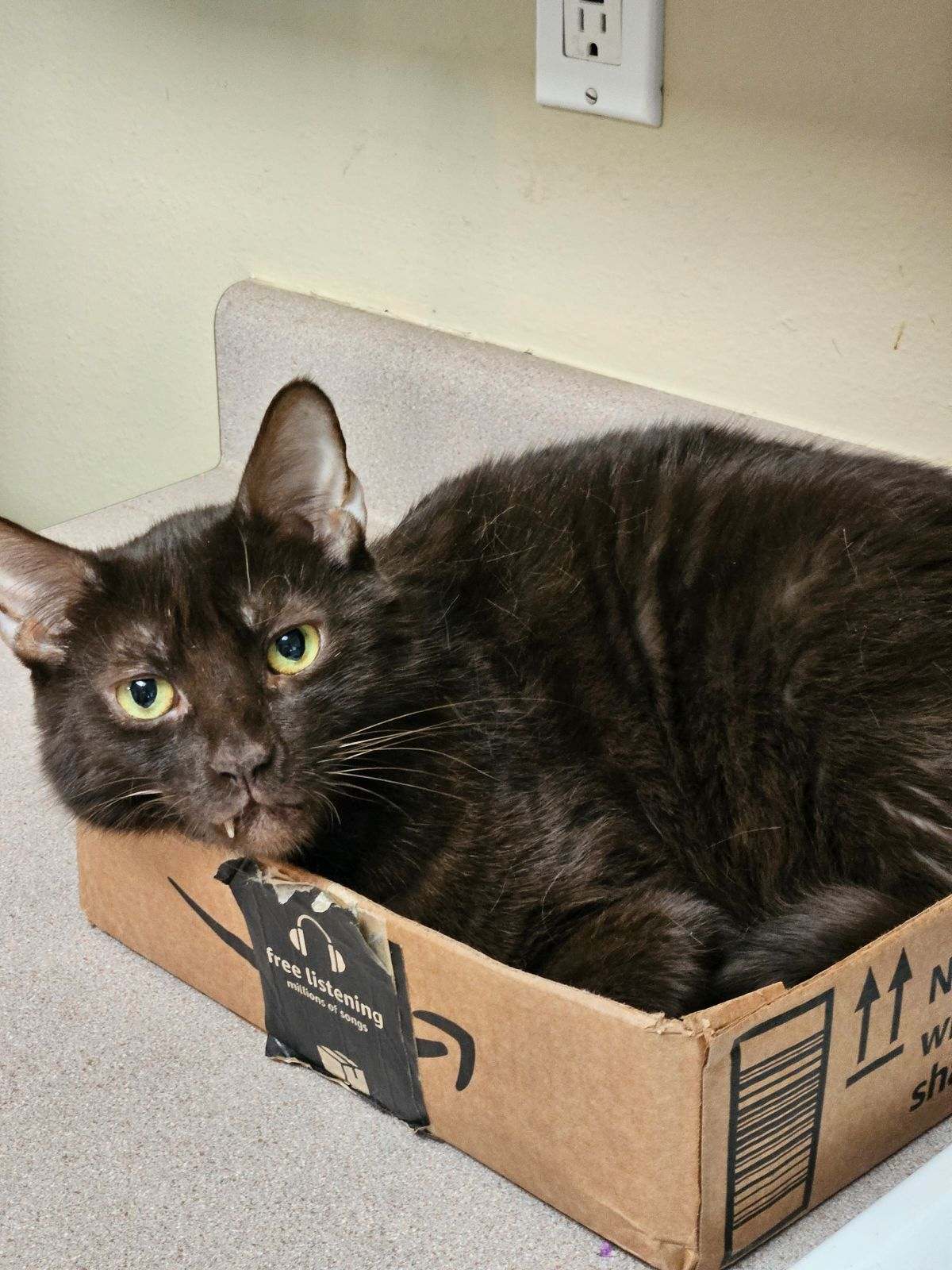 Tolkien, a gorgeous Havana Brown cat with large yellow eyes, rests in a cardboard box on a counter.